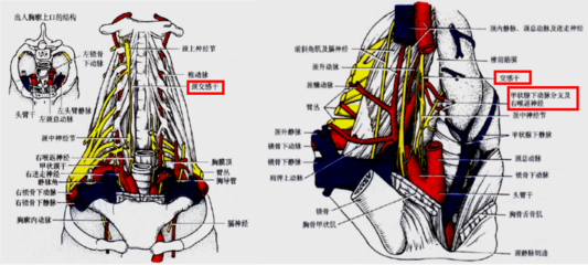 张利勇教授团队丨外伤性颈动脉闭塞一例